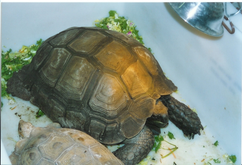 Giant Burmese Brown Female at Tom Crutchfield's circa 1990
