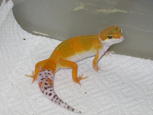 Giant Het Tremper Albino