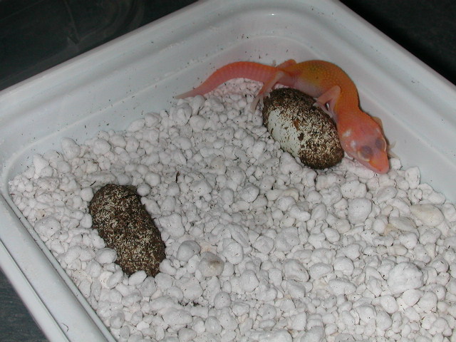 Giant patternless stripe albino hatchling.