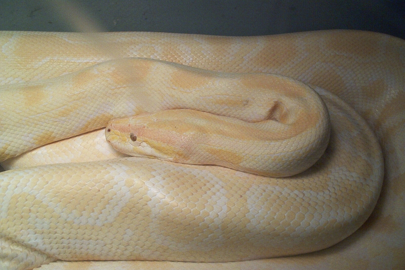 Girl abherent striped albino burm