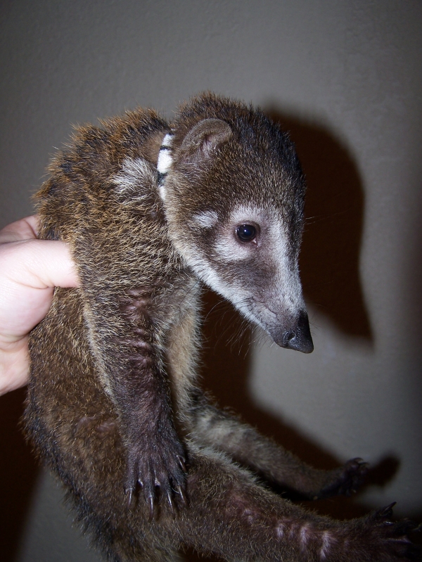 Gizmo 14 wk coati