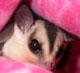 Glider Central Avatar