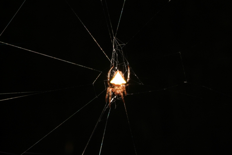 Glow in the dark spider