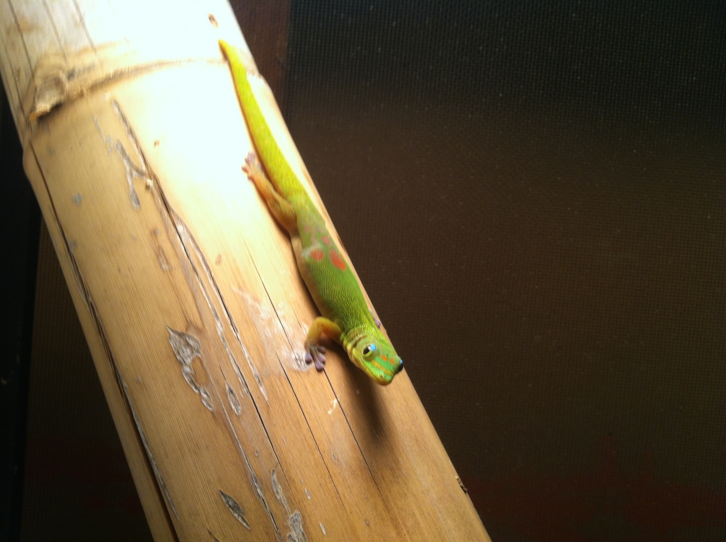 Gold Dust day gecko