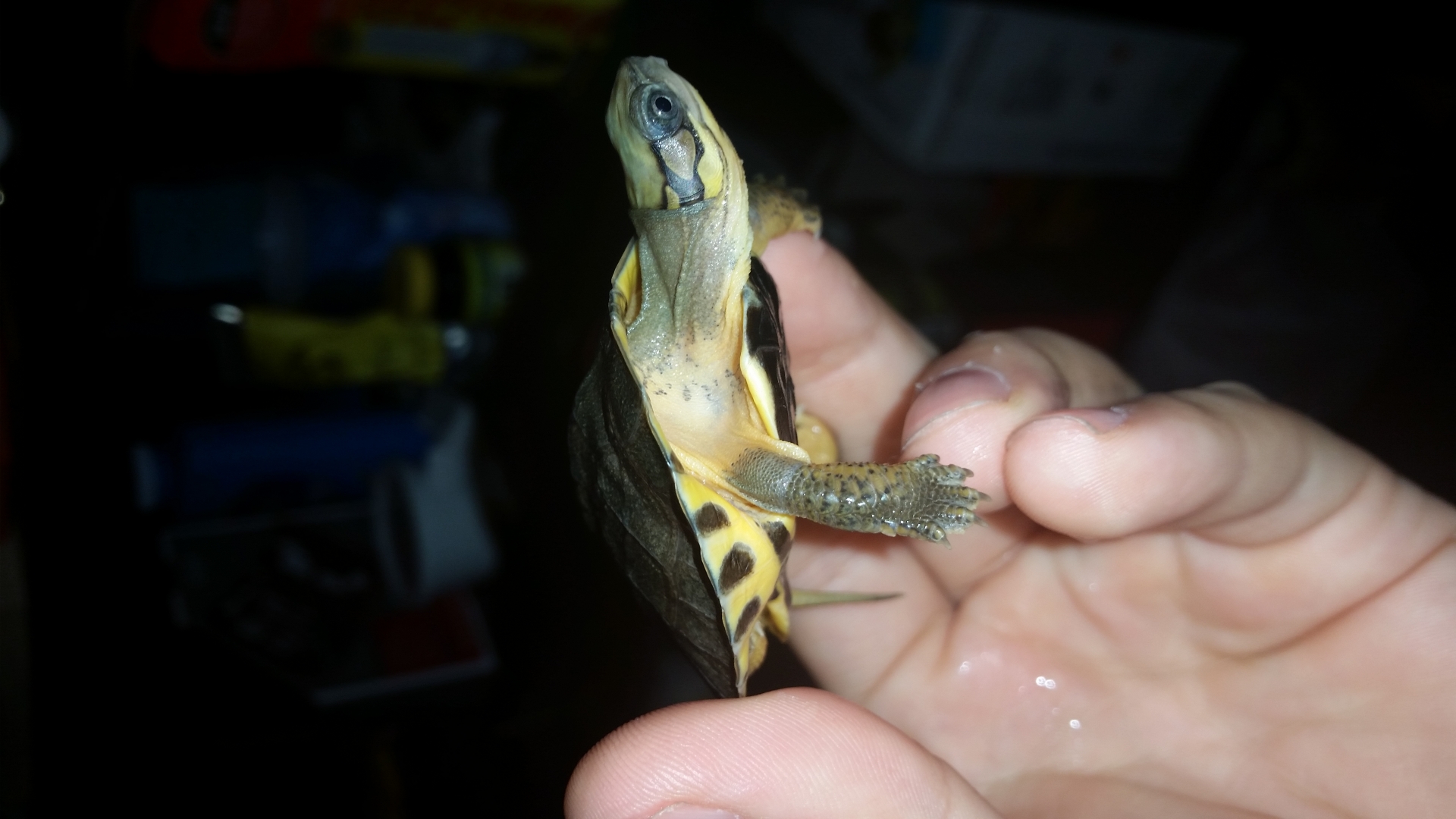 golden coin hatchling