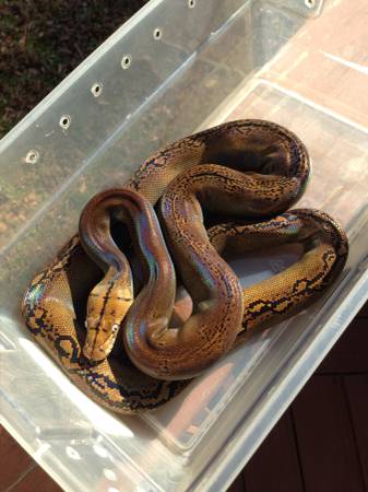 goldenchild female 100% het purple