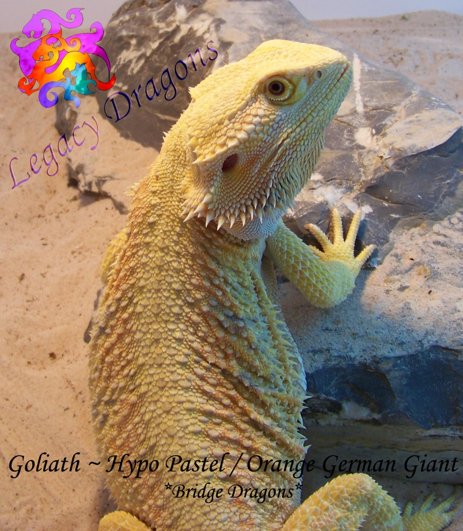 Goliath