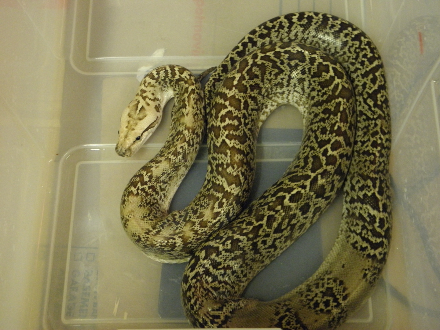 granite dwarf burmese