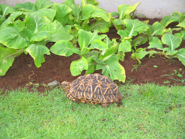 Grass and Vegies