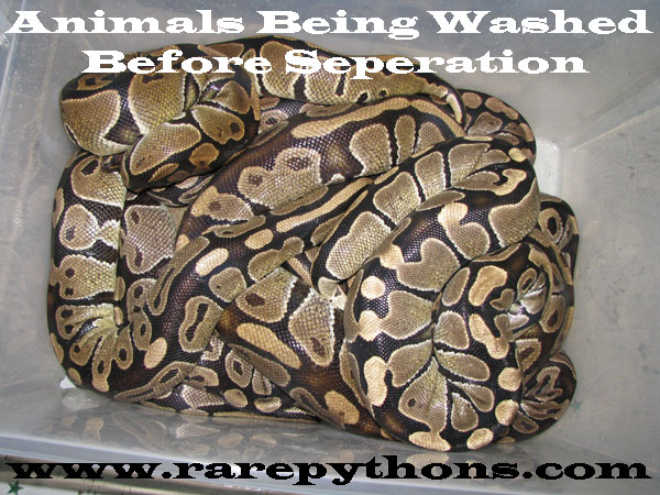 Gravid Ball Pythons For Sale