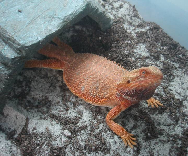 Gravid Blood