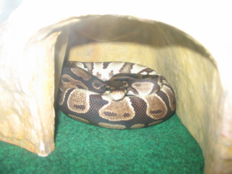 Gravid female belly up ;)