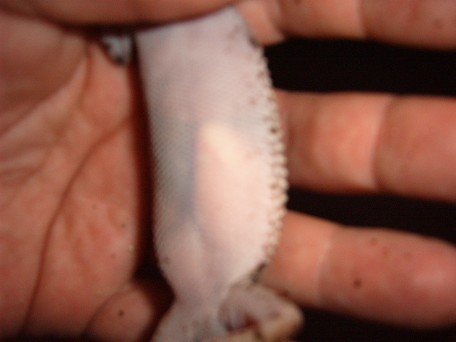 Gravid Female