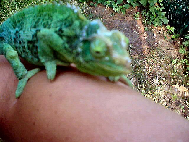 Gravid Jackson