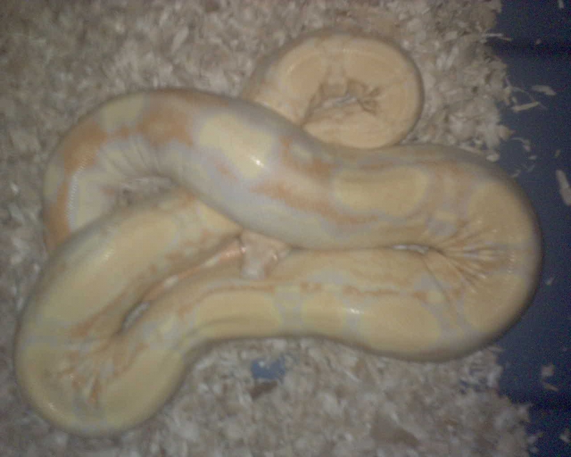 GRAVID LADDERTAIL