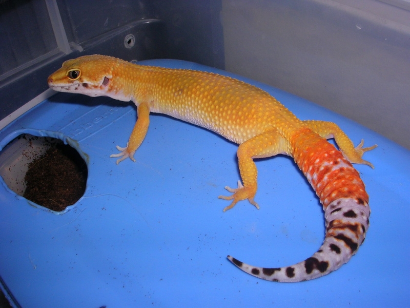 GRAVID shtctb