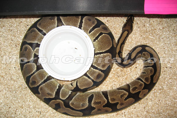 gravid_female