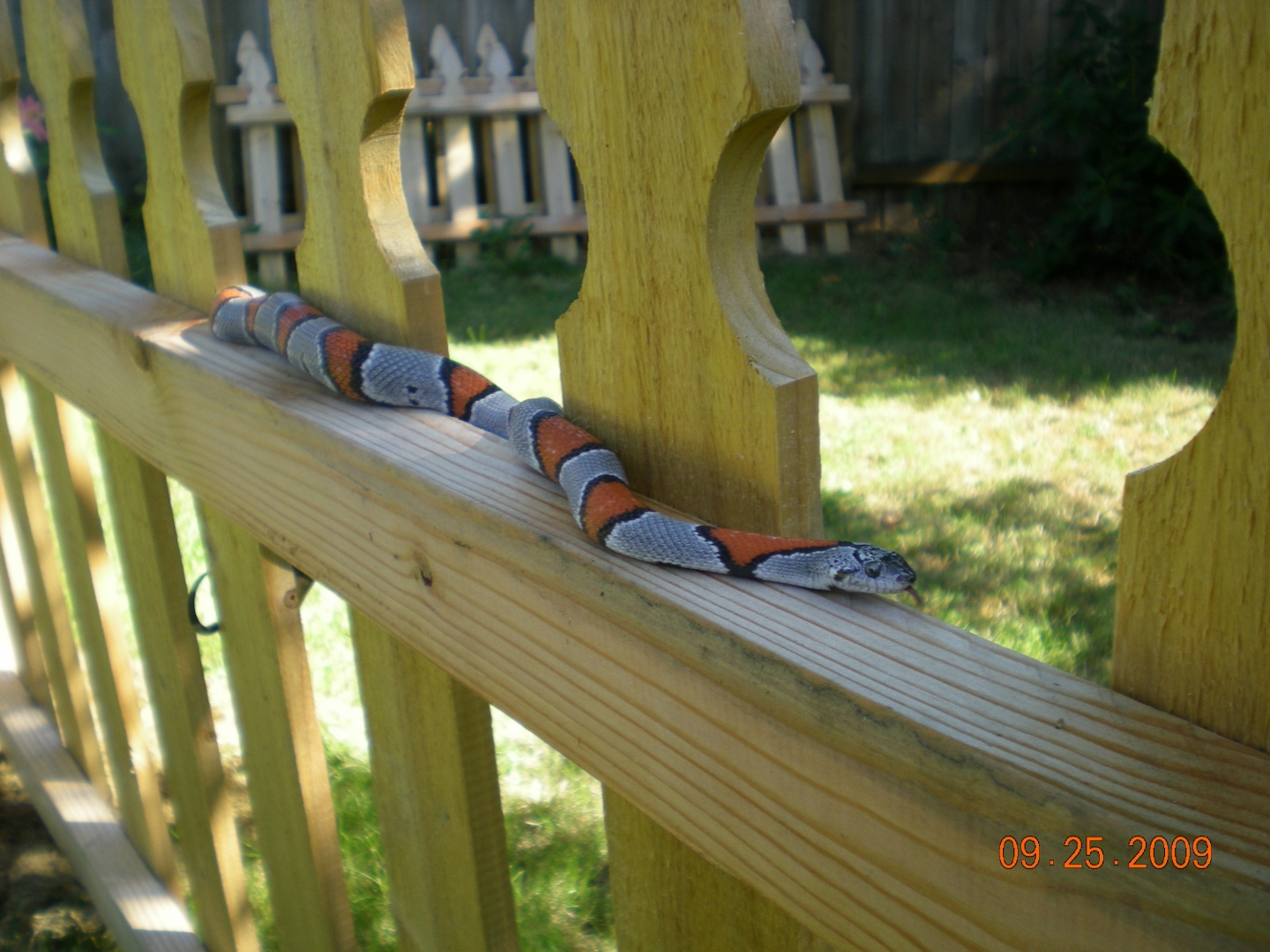 Gray-banded king snake