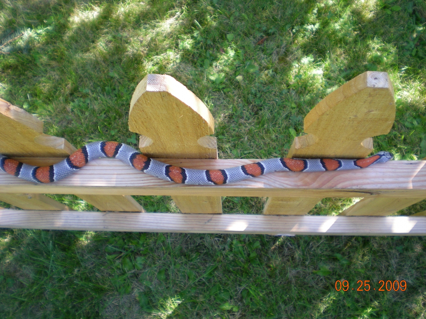 Gray-banded king snake