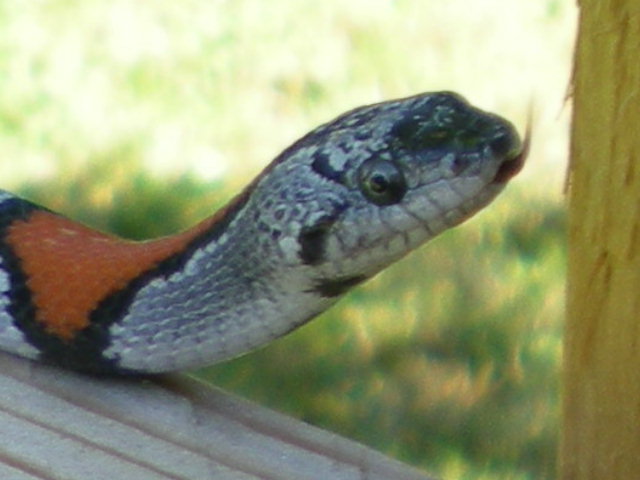 Gray-banded king snake