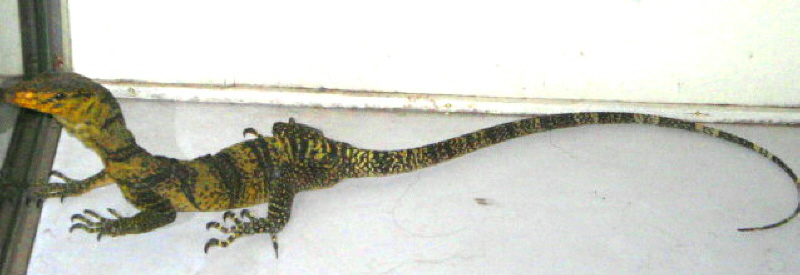 Gray's Monitor