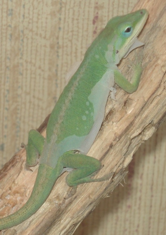 Green Anoles