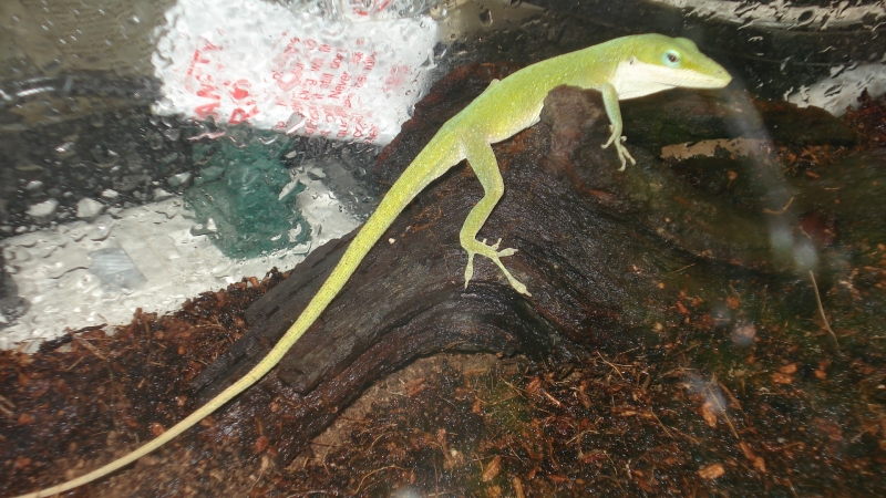 Green Anoles