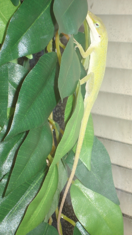 Green Anoles