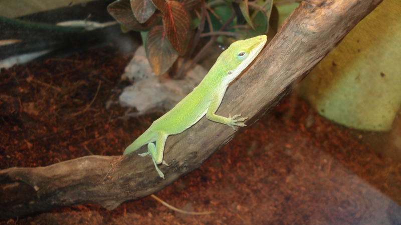 Green Anoles