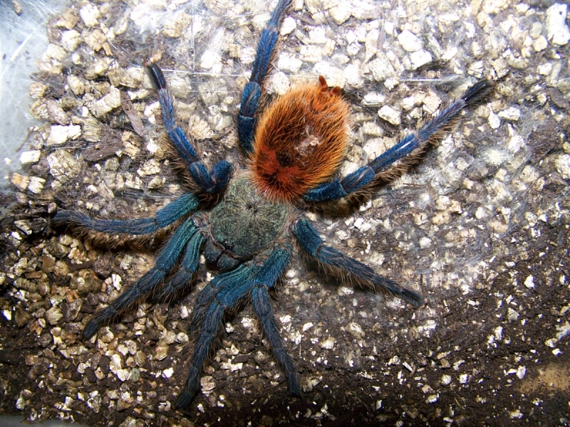 Green bottle blue (comon name)
