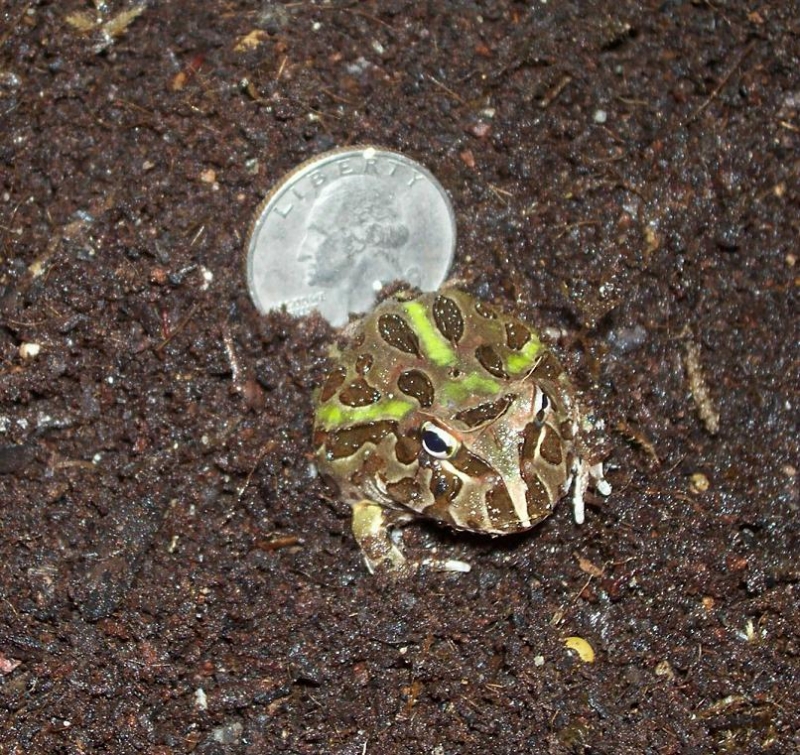 green Pac Man