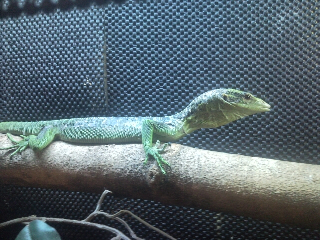 Green Tree Monitor