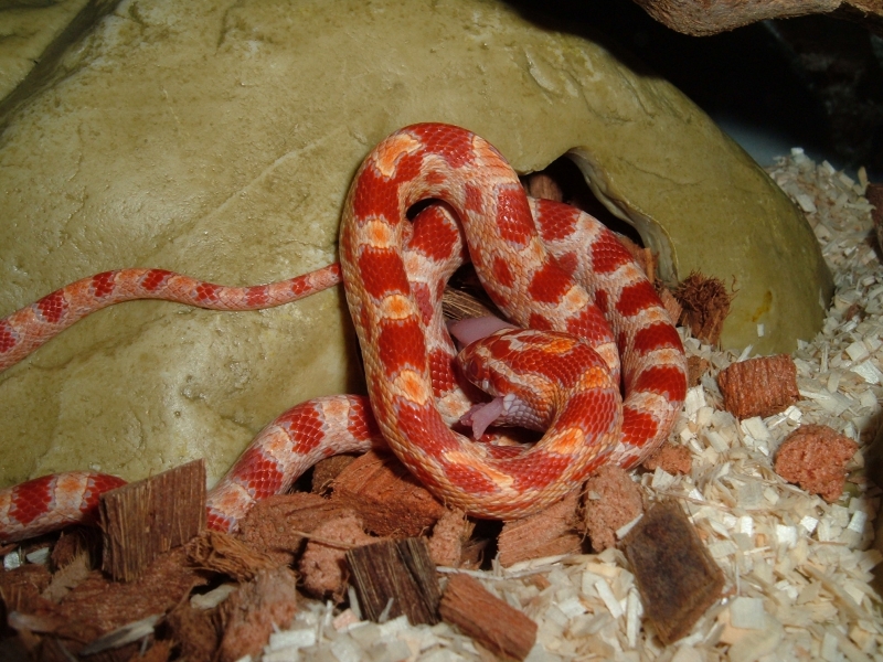 "Gryffindor" feeding