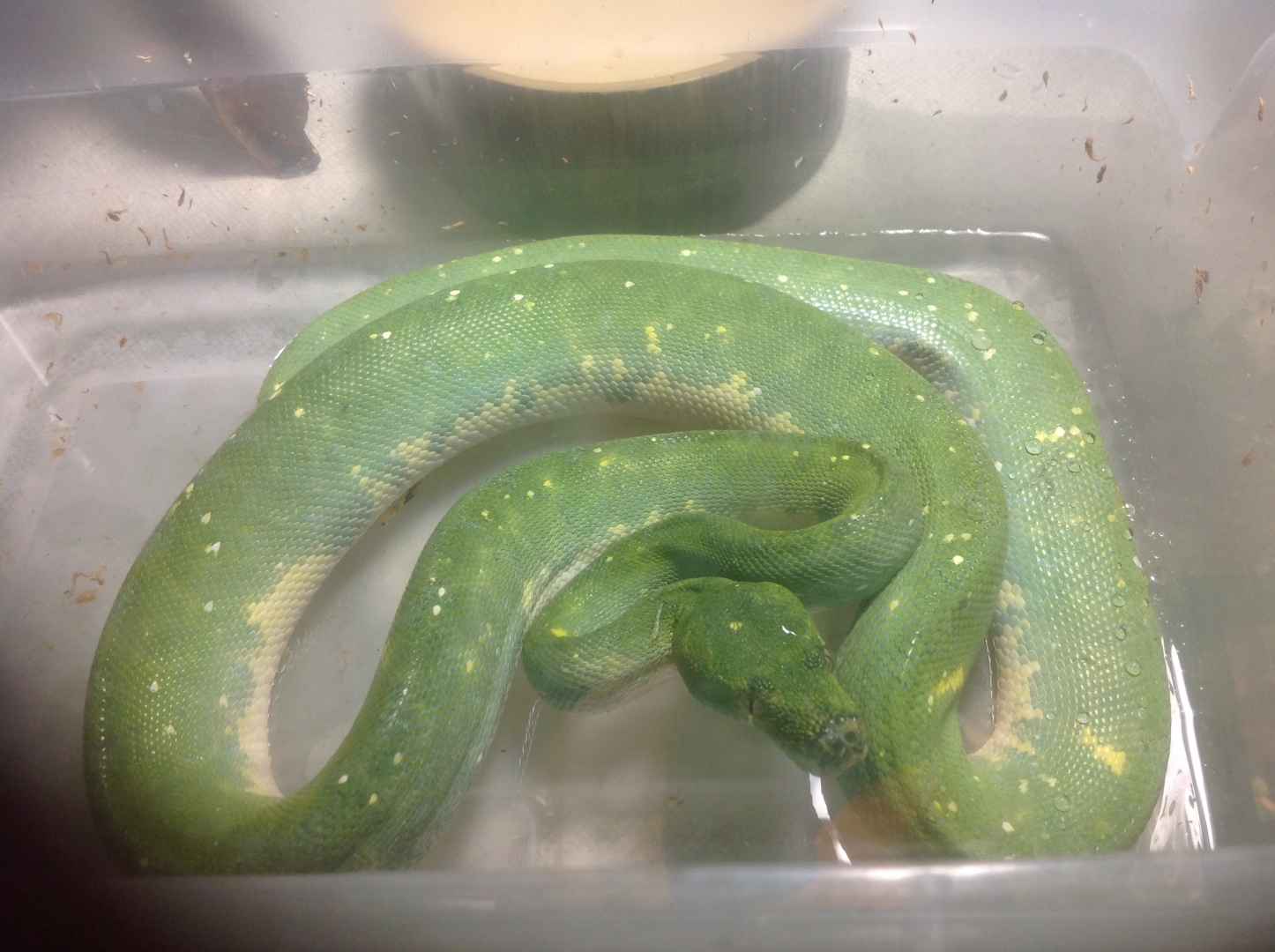 GTP