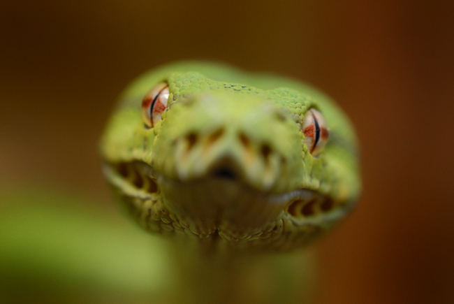 gtp_head_2