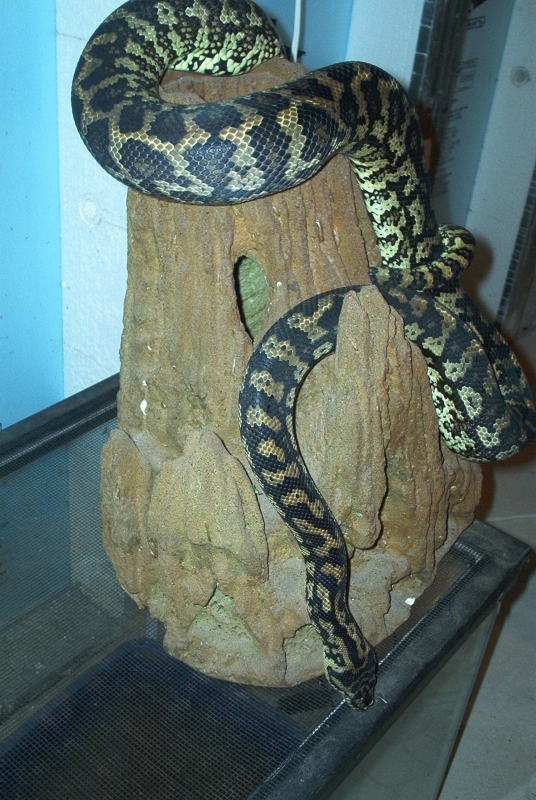 Guluru my costal /jungle cross