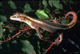 H. duvaucelii