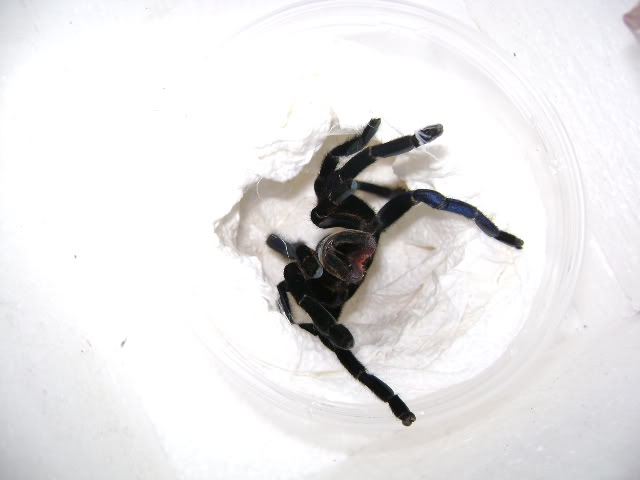 H. lividum Female