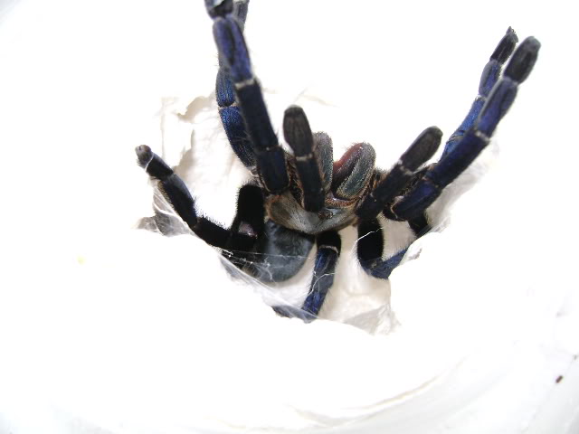 H. lividum Female