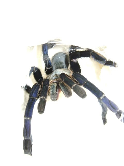 H. lividum Female