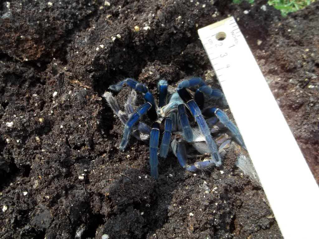 H. lividum Female