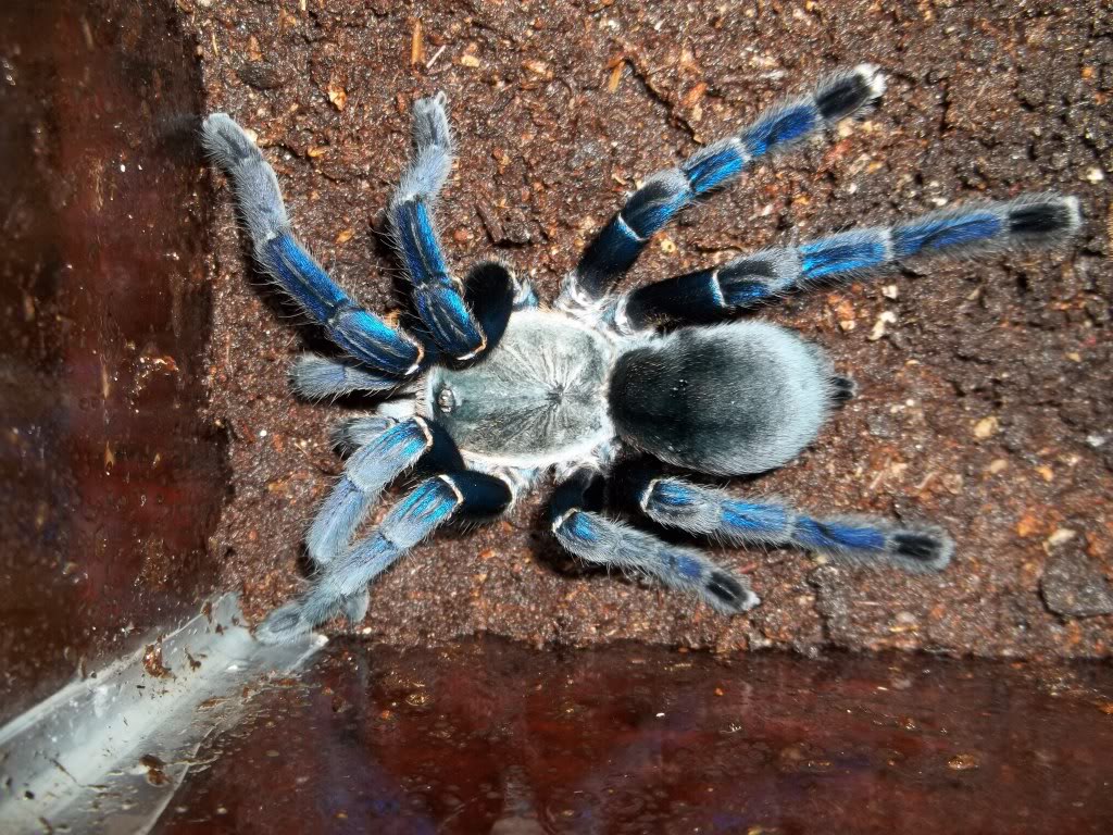 H. lividum Female