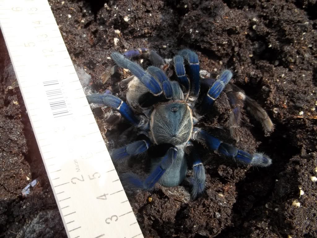 H. lividum Female