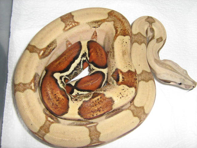 HADES 5/11/08 1.0 HARLEQUIN X PERUVIAN POS. HET. PATTERNLESS