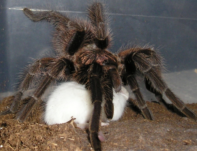Haitian Brown  Phormictopus canerides w/hopper :)