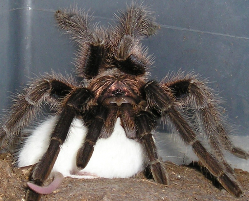 Haitian Brown  Phormictopus canerides w/hopper :)