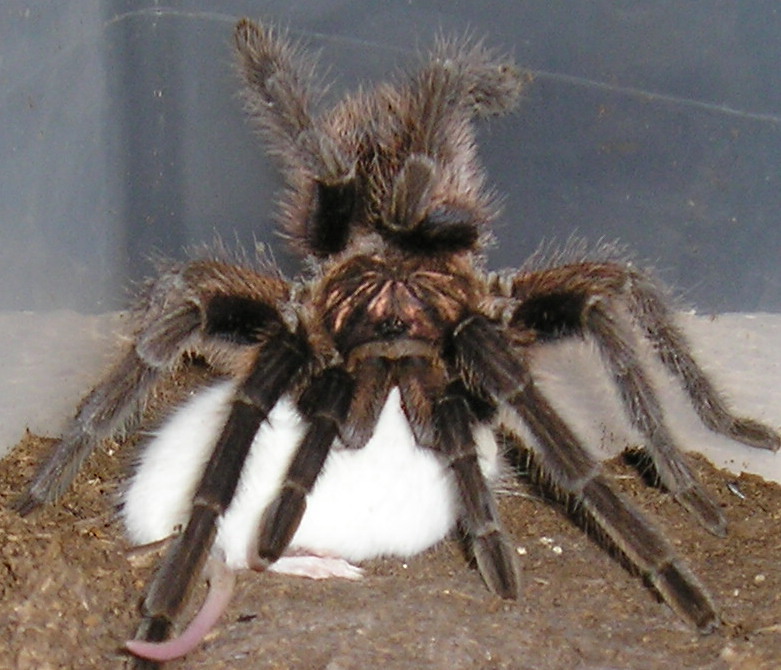 Haitian Brown  Phormictopus canerides w/hopper :)