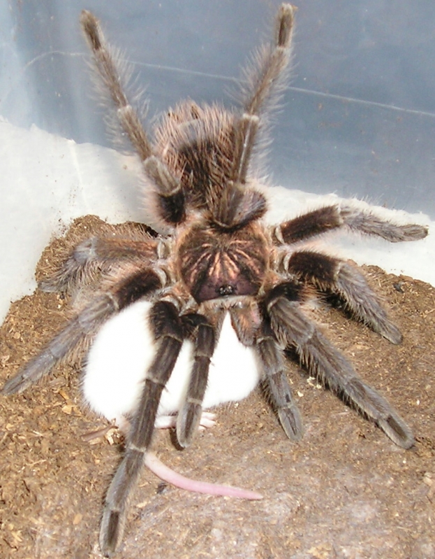 Haitian Brown  Phormictopus canerides w/hopper :)