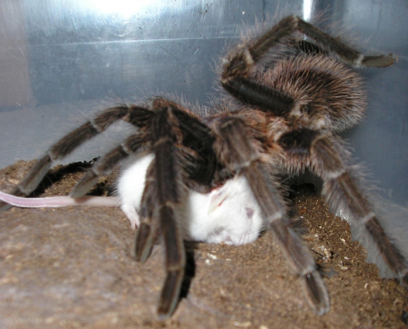 Haitian Brown  Phormictopus canerides w/hopper :)