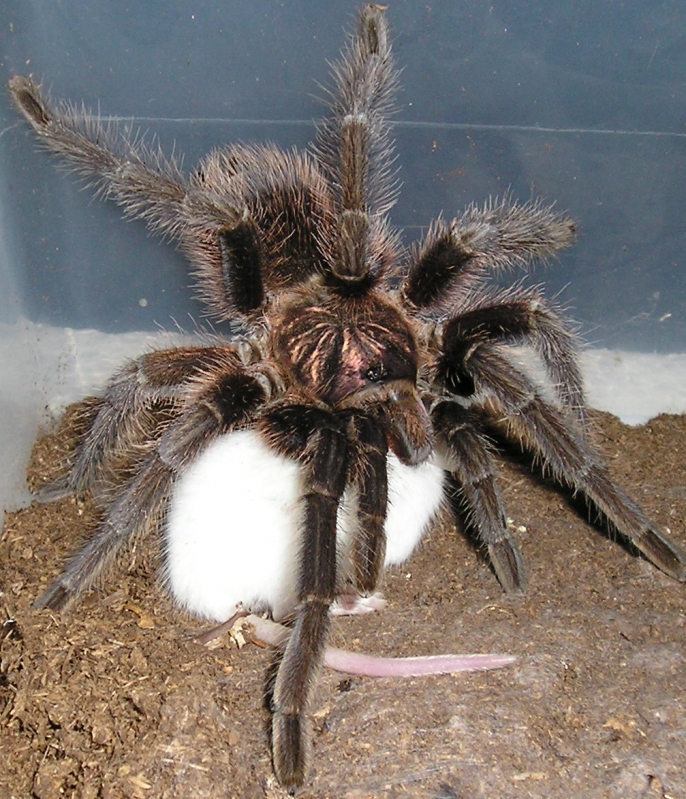 Haitian Brown  Phormictopus canerides w/hopper :)